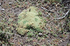 Pycnophyllum glomeratum