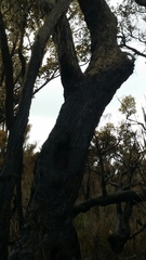 Eucalyptus marginata marginata