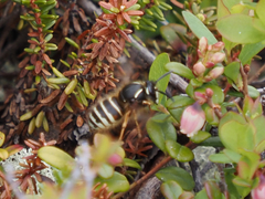 Dolichovespula albida