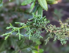 Cupressus pygmaea