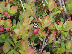 Dolichovespula albida
