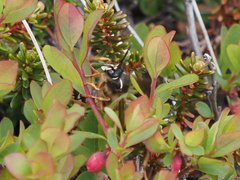 Dolichovespula albida