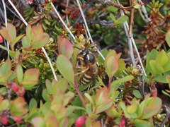 Dolichovespula albida