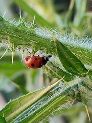 Coccinella septempunctata