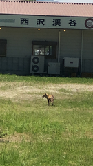 Vulpes vulpes japonica