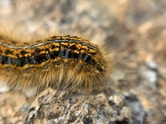 Malacosoma neustria