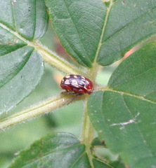 Cryptocephalus badius