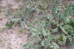 Astragalus arequipensis