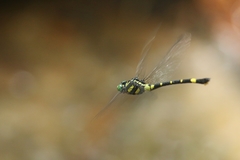 Lamelligomphus castor