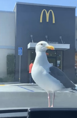 Larus occidentalis