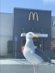 Larus occidentalis