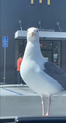 Larus occidentalis