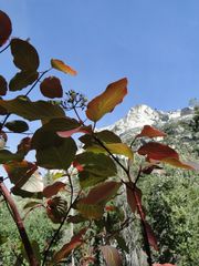 Cornus sericea sericea