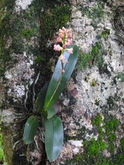 Polystachya concreta