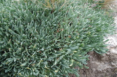 Senecio vegetus