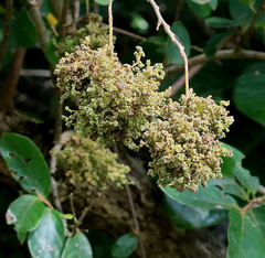 Colomerus antidesmae
