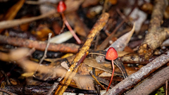 Mycena toyerlaricola
