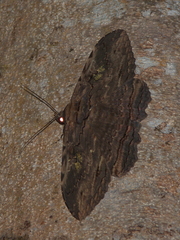 Anisoneura aluco