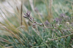 Descurainia depressa