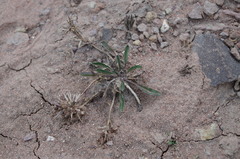 Weberbauera spathulifolia