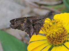 Eudaminae