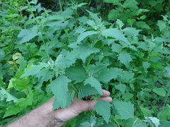 Atriplex sagittata
