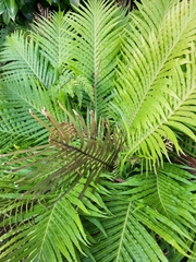 Blechnum gibbum