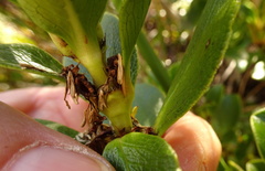 Coprosma serrulata