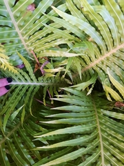 Blechnum gibbum