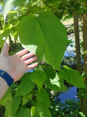 Catalpa