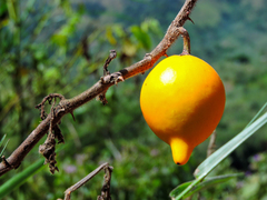 Solanum mammosum