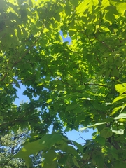 Catalpa