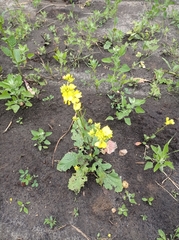 Rhamphospermum arvense