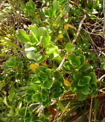 Coprosma serrulata