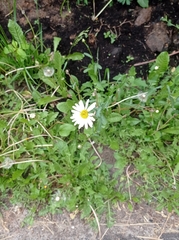Leucanthemum vulgare