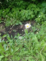 Leucanthemum vulgare