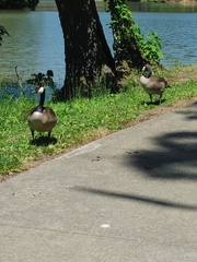 Branta canadensis