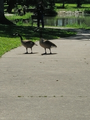 Branta canadensis