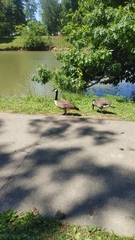 Branta canadensis
