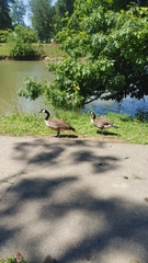 Branta canadensis