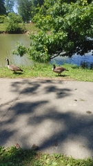 Branta canadensis