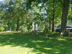 Branta canadensis