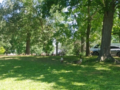 Branta canadensis