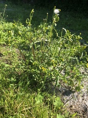 Senecio vulgaris
