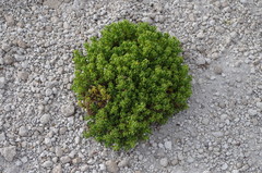 Senecio trifurcifolius