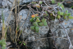 Delosperma patersoniae