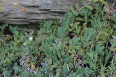 Delosperma patersoniae