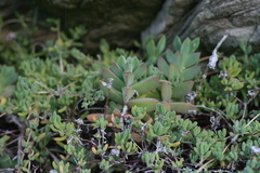Delosperma patersoniae