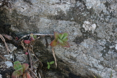 Delosperma patersoniae