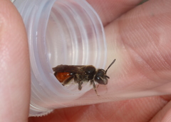 Andrena labiata